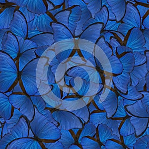 Seamless background from blue morpho