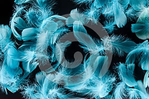 Seamless background with bright blue feathers isolated on black.