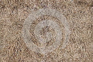 Seamless background. Dry grass.