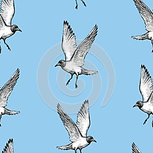 Seamless background of flying sea gull sketches