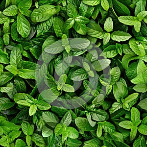 Seamless background of fresh mint leaves