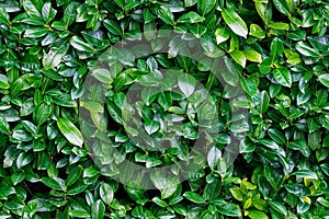 Seamless background of green laurels bay leaf natural photo