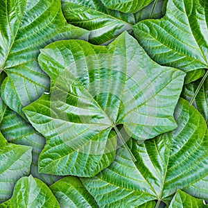 Seamless background from green leaves