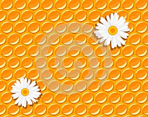 Seamless background - honeycomb and chamomile