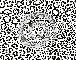Seamless background Jaguars, Latin Panthera onca
