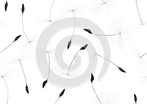 Seamless background from light dandelion seeds