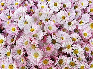 Pnik Flower Pattern photo