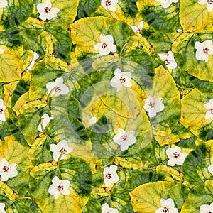 Seamless background pattern texture of huge leaves of poplar wi