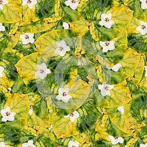 Seamless background pattern texture of huge leaves of poplar wi