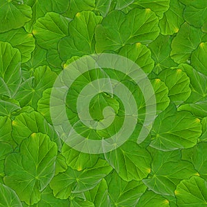 Seamless background pattern texture made of geranium leaves