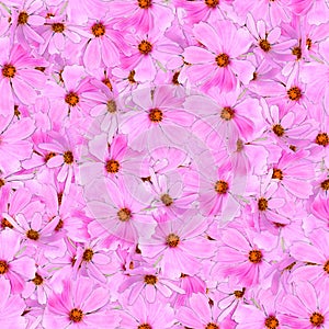 Seamless background pattern texture made of kosmeya fresh flower