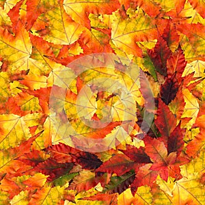 Seamless background pattern texture made of maple leaves