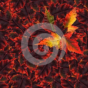 Seamless background pattern texture made of maple leaves