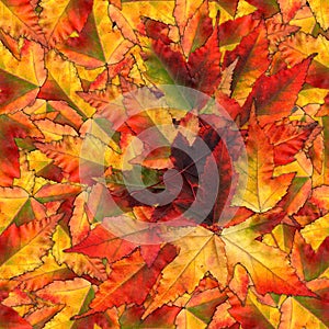 Seamless background pattern texture made of maple leaves