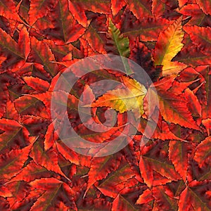 Seamless background pattern texture made of maple leaves