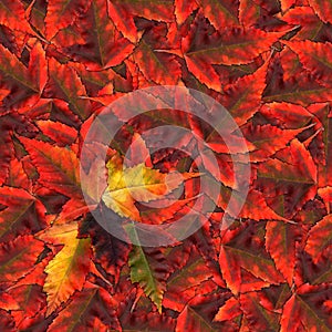 Seamless background pattern texture made of maple leaves