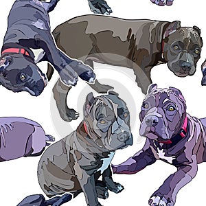 Seamless background with puppies pitbulls photo