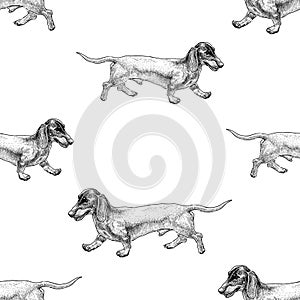 Seamless background of sketches of funny walking dachshunds