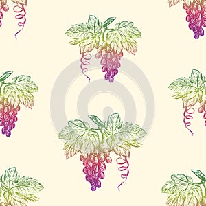 Seamless background of sketches ripe grape clusters