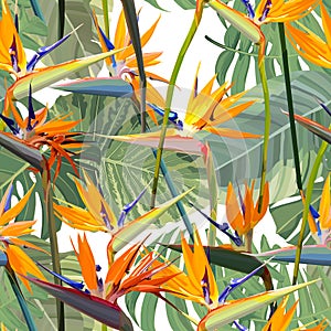 Seamless background with Strelitzia Reginae