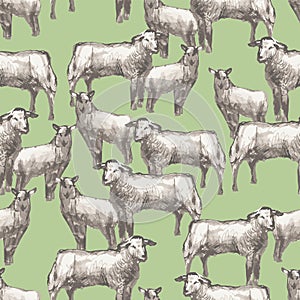 Seamless background from watercolor  drawings of farm sheeps