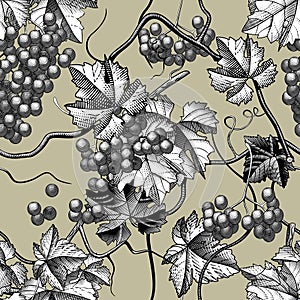 Seamless background of wine grapes engraving