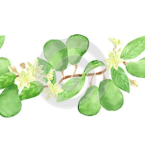 Seamless banner of green avocado fruits on a branch with leaves and flowers. Ripe fetus of exotic fruit. Watercolor hand drawing i