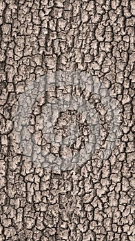 Seamless bark tree texture