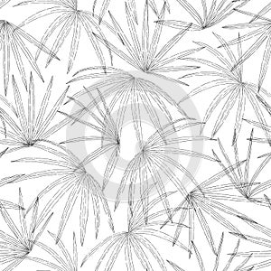 Seamless black and white fan palm, foliage vector illustration  background