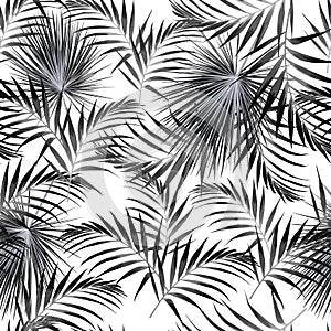 Seamless black white pattern with tropical palm leaves. White background.