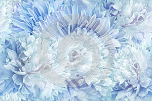 Seamless blue floral background. Flowers peonies and petals peonies. Close up. Nature.