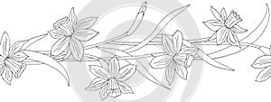Seamless border or brush with spring flowers and leaves. Narcissus or daffodils. Monochrome ink sketch. Vector illustration