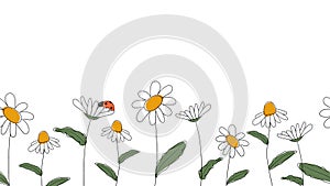 Seamless border of daisies hand drawn in simplified children cartoon naive style on white background.Cute ladybug sitting on