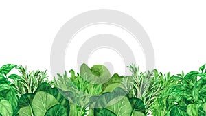 Seamless border with fresh herb, basil, rosemary isolated on white background. Watercolor hand drawn botanic sketch