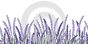 Seamless Border with Lavender Flowers