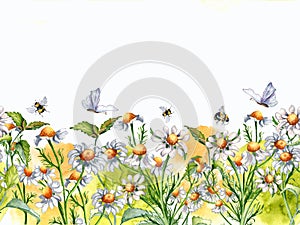 Seamless border of medicinal plants, watercolor splash, insects illustration isolated on white background. Daisy flower