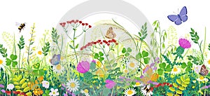 Seamless Border with Summer Meadow Plants  and Insects