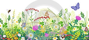 Seamless Border with Summer Meadow Plants  and Insects photo