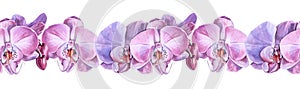 Seamless border watercolor pink purple orchid flower isolated on white background. Creative nature realistic home plant