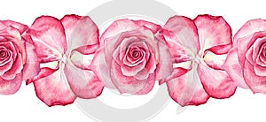 Seamless border watercolor pink rose with petals isolated on white background. Hand-drawn botanical flower for Valentine