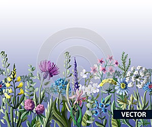 Seamless border of wild flowers. Vector illustration.