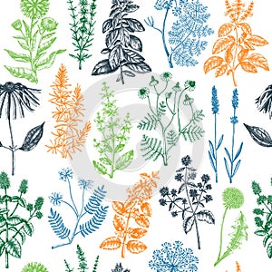 Seamless botanical pattern with wild flowers. Floral background with medicinal herbs. Engraved style hand drawn herbal plants