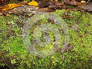 Seamless close up green brown moss texture. A fresh grass seamless pattern.