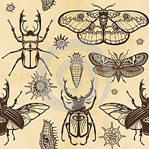 Seamless color pattern: set of insects, butterflies, bugs, larvae. A background - imitation of old paper.