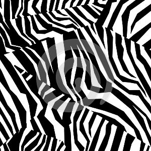 Seamless colorful animal skin texture of zebra