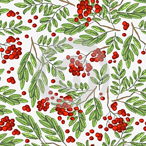 Seamless colorful autumn pattern with rowan berries and green leaves on a white background. Floral rowan illustration