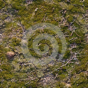 Seamless concrete slab covered with moss background. texture, close up