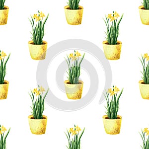 Seamless Daffodils pattern. Watercolor botanical illustration with spring narcissus flower in pot