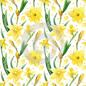 Seamless Daffodils pattern. Watercolor floral texture with botanical illustration of narcissus flower, petals and bud