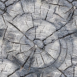 Seamless decayed stump. background, texture.